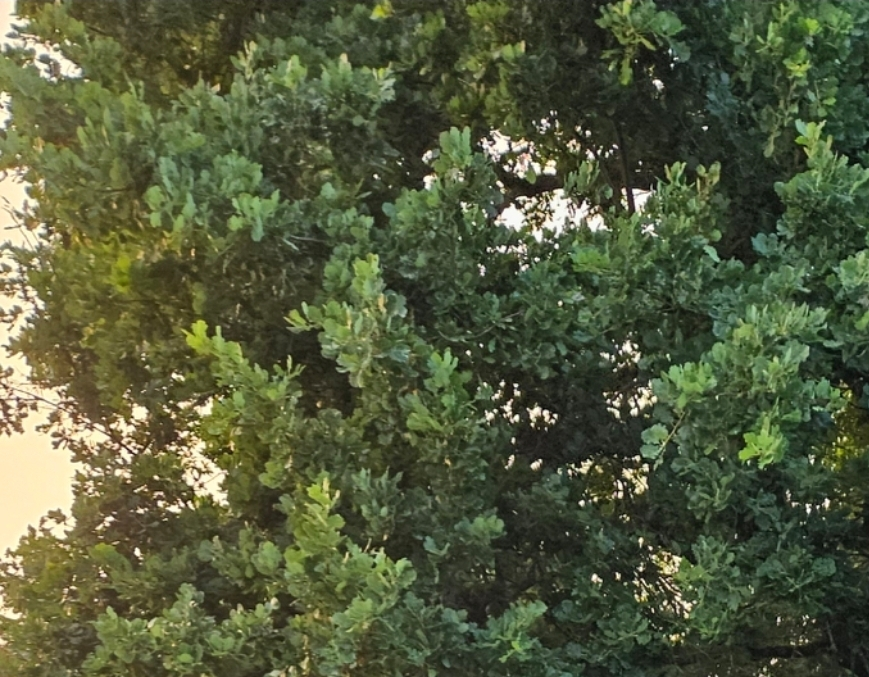 tree leaves